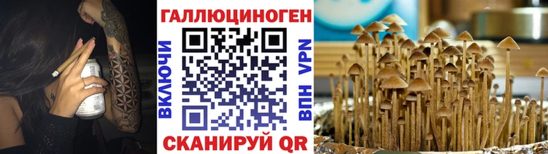 Галлюциногенные грибы Psilocybine cubensis  Чусовой 
